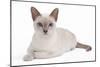 Tonkinese Cat Lilac in Studio-null-Mounted Photographic Print