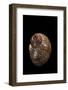 Tonna Perdix-Paul Starosta-Framed Photographic Print