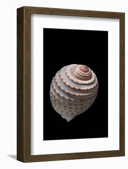 Tonna Tessellata-Paul Starosta-Framed Photographic Print