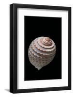 Tonna Tessellata-Paul Starosta-Framed Photographic Print