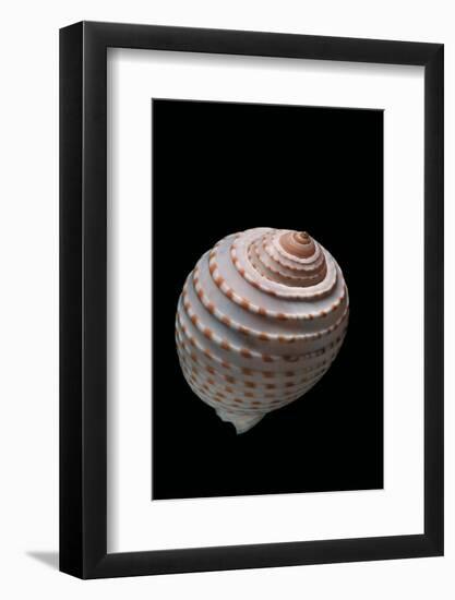 Tonna Tessellata-Paul Starosta-Framed Photographic Print