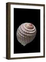 Tonna Tessellata-Paul Starosta-Framed Photographic Print