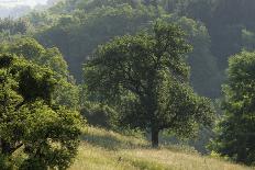 Apple Trees in Meadow, Roudenhaff, Mullerthal, Luxembourg, May 2009-Tønning-Framed Photographic Print