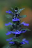 Blue Bugle (Ajuga Reptans) in Flower, Bugleweed, Echternach, Mullerthal, Luxembourg, May 2009-Tønning-Photographic Print