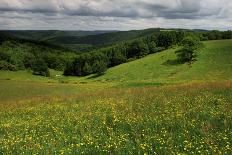 Apple Trees in Meadow, Roudenhaff, Mullerthal, Luxembourg, May 2009-Tønning-Photographic Print