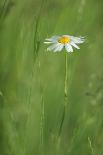 Buttercups (Ranunculus Acris) Flowering in a Meadow, Oesling, Ardennes, Luxembourg, May 2009-Tønning-Photographic Print