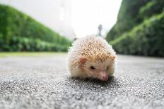 Hedgehog in a Park-Tonpicknick-Photographic Print