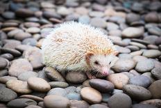 Hedgehog in a Park-Tonpicknick-Photographic Print