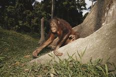 Asia, Malaysia, Sandakan, Monkey Sitting under Tree-Tony Berg-Laminated Photographic Print