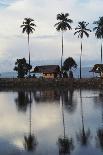 Asia, Malaysia, Sandakan, Monkey Sitting under Tree-Tony Berg-Photographic Print