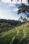 Indonesia, Bali, View of Field-Tony Berg-Stretched Canvas