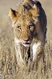 African Lion Male Juvenile-Tony Camacho-Photographic Print