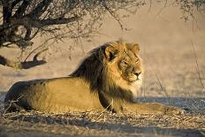 African Lion Male-Tony Camacho-Photographic Print