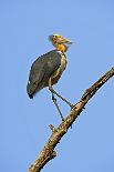 Lesser Adjutant Stork-Tony Camacho-Photographic Print