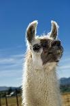 Llama-Tony Camacho-Photographic Print