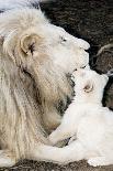 Male White Lion And Cub-Tony Camacho-Photographic Print