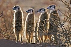 Meerkats-Tony Camacho-Photographic Print