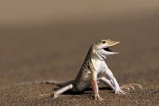 Namib Sand-diving Lizard-Tony Camacho-Photographic Print