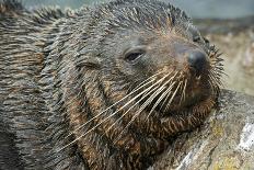 New Zealand Fur Seal-Tony Camacho-Photographic Print