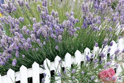 Lavender And Picket Fence