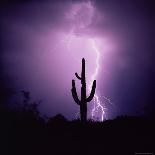 Cactus Silhouetted Against Lightning, Tucson, Arizona, USA-Tony Gervis-Stretched Canvas