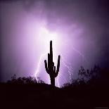 Cactus Silhouetted Against Lightning, Tucson, Arizona, USA-Tony Gervis-Photographic Print