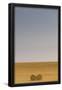 Essential Black