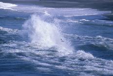 Herring Gull (Larus argentatus) juveniles in flight over stormy sea-Tony Hamblin-Photographic Print