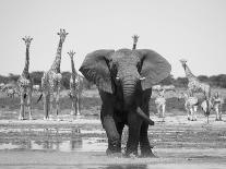 African Elephants at Water Hole, Etosha Np, Namibia-Tony Heald-Photographic Print
