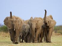 African Elephants, Using Trunks to Scent for Danger, Etosha National Park, Namibia-Tony Heald-Photographic Print