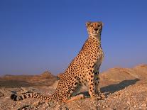 Portrait of Standing Cheetah, Tsaobis Leopard Park, Namibia-Tony Heald-Photographic Print