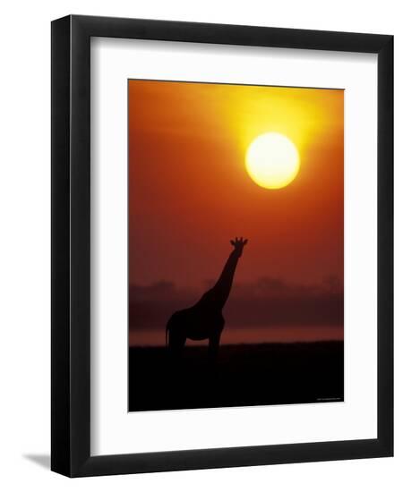 Premium Photographic Print, , large