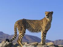 Portrait of Standing Cheetah, Tsaobis Leopard Park, Namibia-Tony Heald-Photographic Print