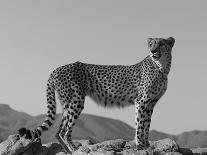 Cheetah Fur Detail-Tony Heald-Photographic Print