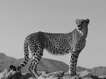 African Elephant, Warning Posture Display at Waterhole with Giraffe, Etosha National Park, Namibia-Tony Heald-Photographic Print