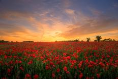 Remembrance Field of Hope, Poppy Field Near Upper Rissington, Cotswolds-Tony Inwood-Photographic Print