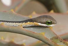 Boomslang (Dispholidus Typus) Neonate Snake On Aloe-Tony Phelps-Laminated Photographic Print