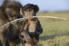 Chacma Baboon (Papio Ursinus) Infant Playing with Ostrich Feather-Tony Phelps-Laminated Photographic Print