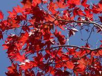 Japanese Maple in Autumn, Akan National Park, Hokkaido, Japan-Tony Waltham-Photographic Print