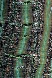 Pere David's Maple (Acer davidii) close-up of bark-Tony Wharton-Photographic Print