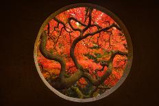 Autumn Sense-Tony Xu-Stretched Canvas