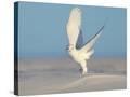 Stretched Canvas