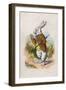 Too Late Said the Rabbit, 1930-John Tenniel-Framed Giclee Print