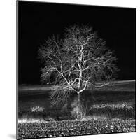 Too Zen-Philippe Sainte-Laudy-Mounted Photographic Print