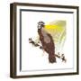 Toocan 22-Teofilo Olivieri-Framed Giclee Print