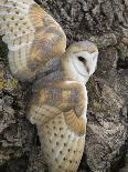 Immature Peregrine Falcon, Captive, United Kingdom, Europe-Toon Ann & Steve-Photographic Print