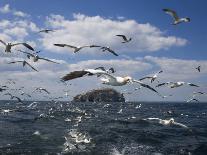 Gannets in Flight, Following Fishing Boat Off Bass Rock, Firth of Forth, Scotland-Toon Ann & Steve-Photographic Print