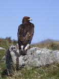 Golden Eagle, on Moorland, Captive, United Kingdom, Europe-Toon Ann & Steve-Photographic Print
