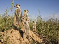 Group of Meerkats, Kalahari Meerkat Project, Van Zylsrus, Northern Cape, South Africa-Toon Ann & Steve-Photographic Print