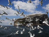 Gannets in Flight, Following Fishing Boat Off Bass Rock, Firth of Forth, Scotland-Toon Ann & Steve-Framed Photographic Print